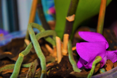 phalaenopsis-blueten-fallen-ab