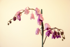 phalaenopsis-blueten-schlaff