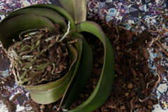 phalaenopsis-schlaffe-blaetter