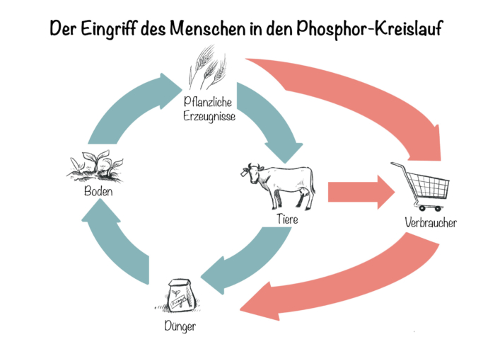 Phosphatdünger: Der Eingriff des Menschen in den Phosphor-Kreislauf