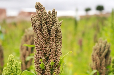 quinoa-ernte