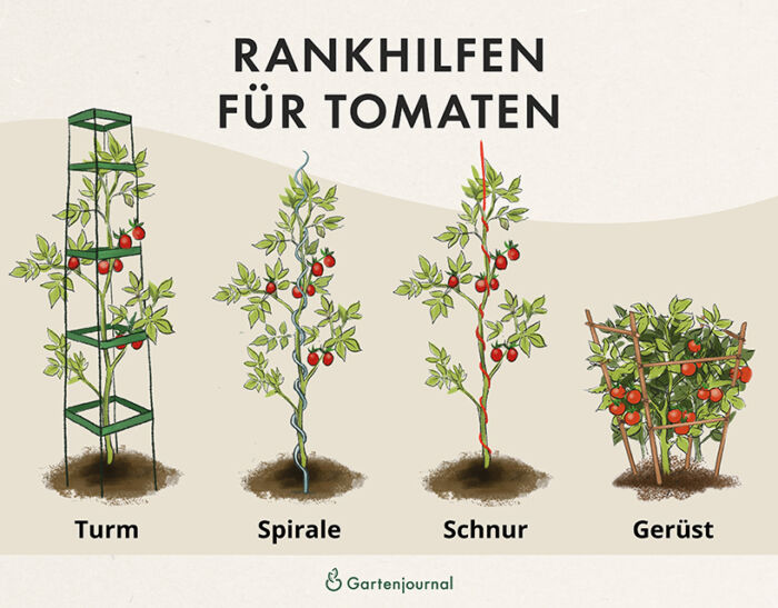 Rankhilfen für Tomaten als Illustration