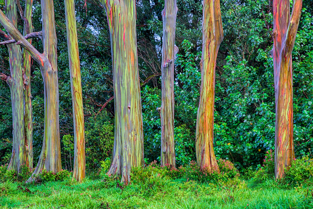 50 Regenbogen Eukalyptus Samen  gratis deglupta Mindanao Gummi NEU~ A6B5