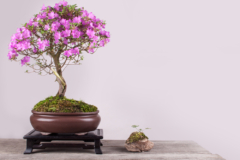 rhododendron-bonsai