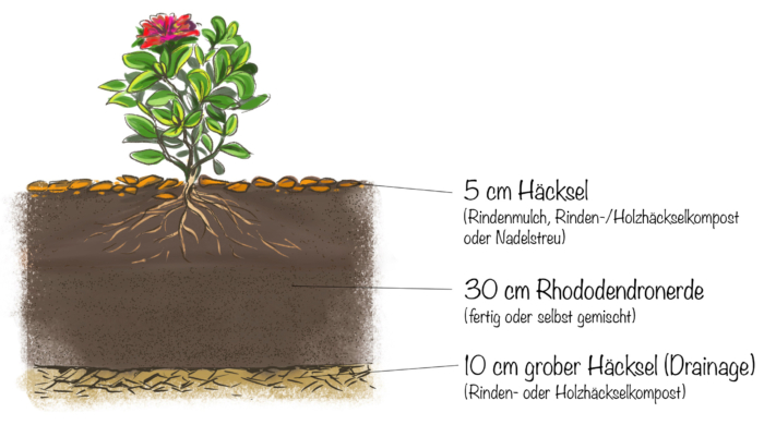 Rhododendronerde: Ein Moorbeet anlegen