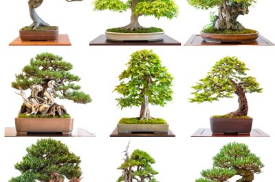 robinie-bonsai