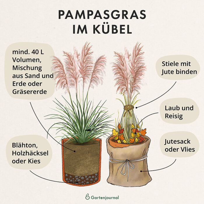 Pampasgras im Kübel pflanzen und überwintern als Illustration