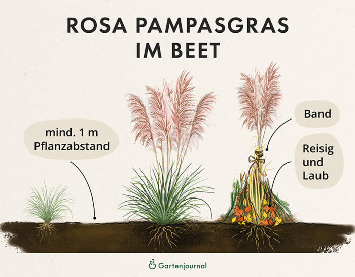 Wie rosanes Pampasgras im Beet gepflanzt und überwintert wird