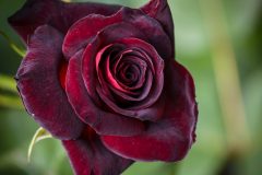 rose-black-baccara-pflege
