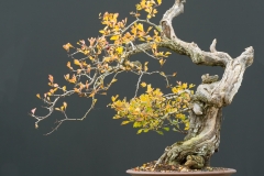 rotdorn-bonsai