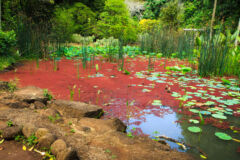 rote-algen-im-teich