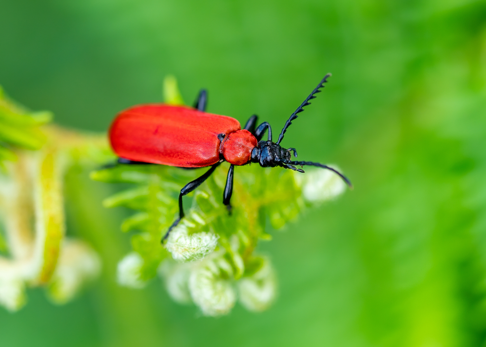 Rote Kafer Im Garten Die 6 Haufigsten Arten In Deutschland