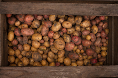 saatkartoffeln-lagern