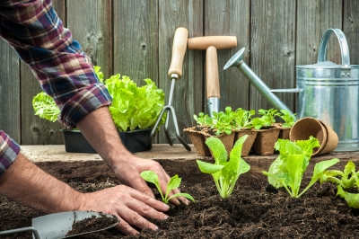 salate-anbauen-im-juni