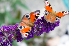 Alle Schmetterling futter zusammengefasst