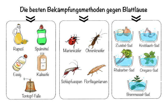 Schwarze Blattläuse: Die besten Bekämpfungsmethoden gegen Blattläuse
