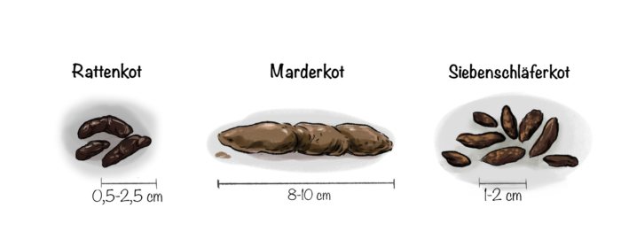 Vergleich von Siebenschläferkot, Rattenkot und Marderkot
