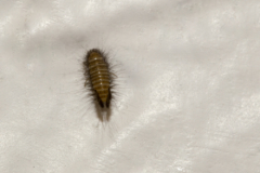 teppichkaefer-larve