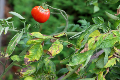 Tomate mit Rissen und braunen Flecken an den Blättern