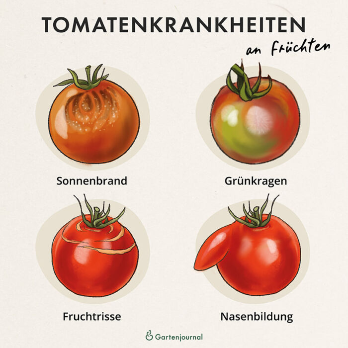 Tomatenkrankheiten an Früchten als Illustration