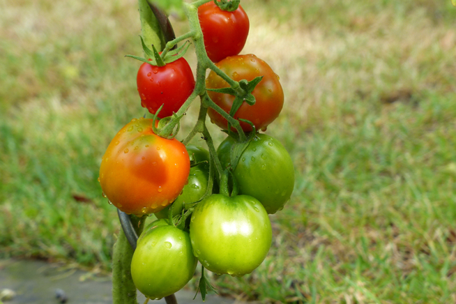 Resistente Tomatensorte De Barao