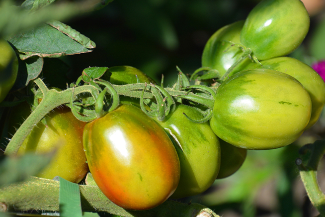 Frühe Tomatensorte Indigo Kumquat
