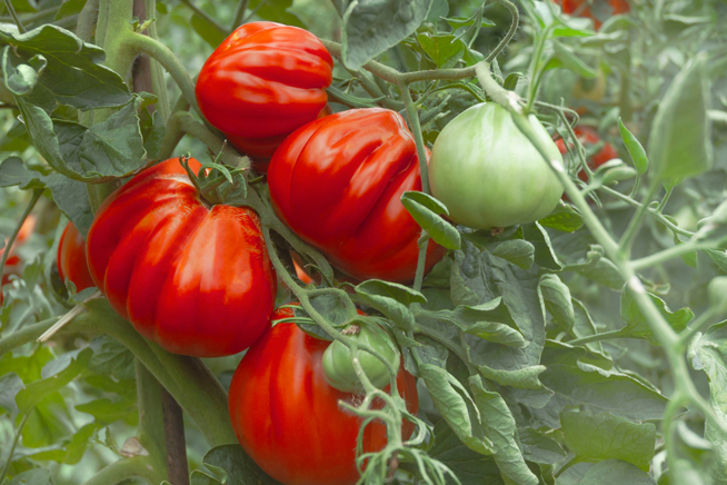 Beliebte Tomatensorte Ochsenherz