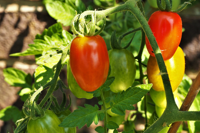 Große tomaten - Der absolute TOP-Favorit unserer Produkttester