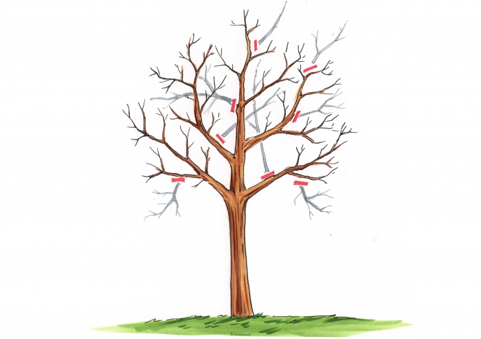 Kugel-Trompetenbaum Formschnitt