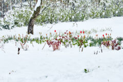 tulpen-frost