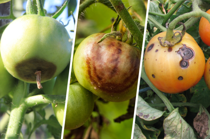 Vergleich der Blütenendfäule, der Braunfäule und der Dürrfleckenkrankheit an Tomaten 
