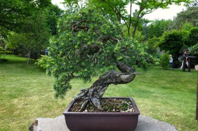 waldkiefer-bonsai