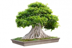 walnuss-bonsai