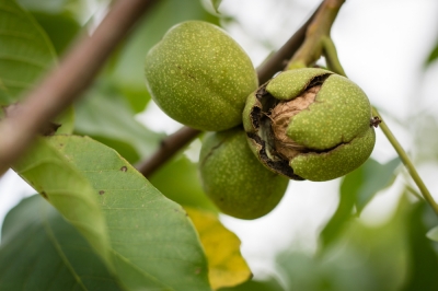 walnussbaum-frucht
