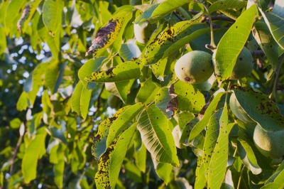 walnussbaum-pilzbefall