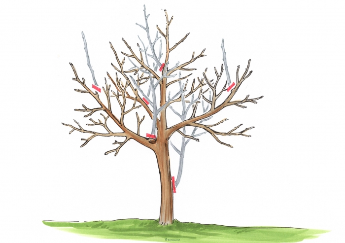 Walnussbaum Rückschnitt