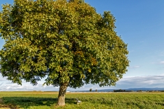 walnussbaum-steckbrief