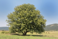 Nussbaum pflanze - Nehmen Sie dem Sieger unserer Tester