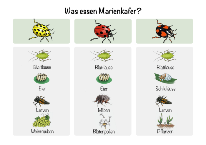 Was essen Marienkäfer?