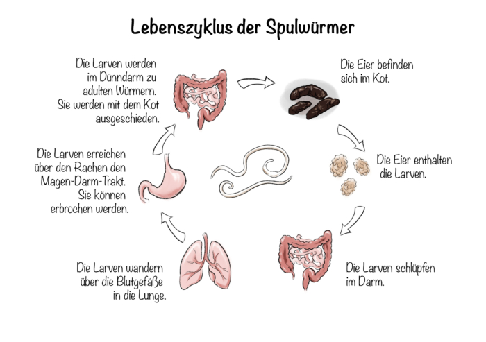 Lebenszyklus der Spulwürmer