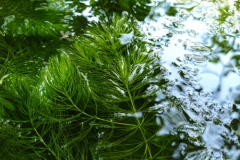15 Stengel gegen Algen Unterwasserpflanze Hornkraut 