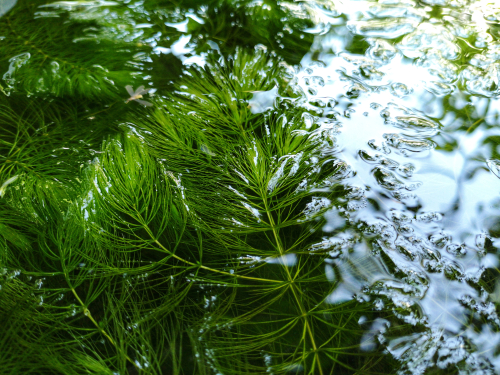 Unterwasserbüsche Set winterharte Wasserpflanzen Pflanzen gegen Algen Teichdeko 