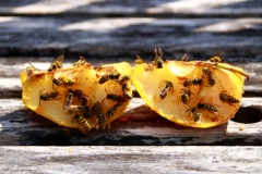 Im fensterrahmen bienen Mauerbienen