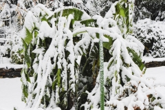 winterschutz-bananenpflanze