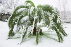 winterschutz-fuer-palmen