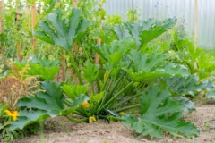 zucchini-anbauen-newsletter